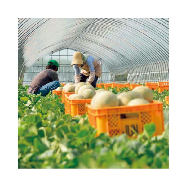 茨城県産(JA茨城旭村) アールスメロン2個入りギフト(お届け期間：7/27〜8/12)【夏の贈りもの・お中元】　商品画像2