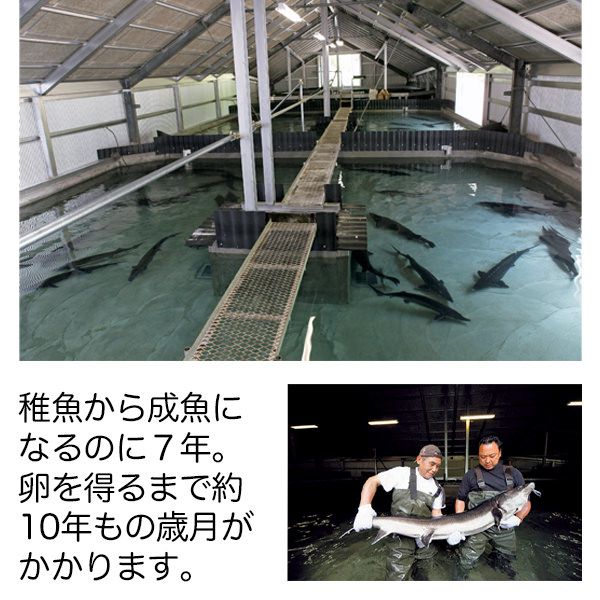 「奥飛騨ガーデンホテル焼岳」奥飛騨キャビア 15g (K3214)【サクワ】 【直送】　商品画像2