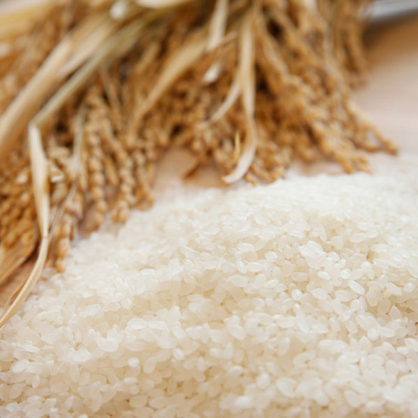 【令和6年産】【無洗米】新潟県産 新之助 5kg【おいしいお取り寄せ】　商品画像4
