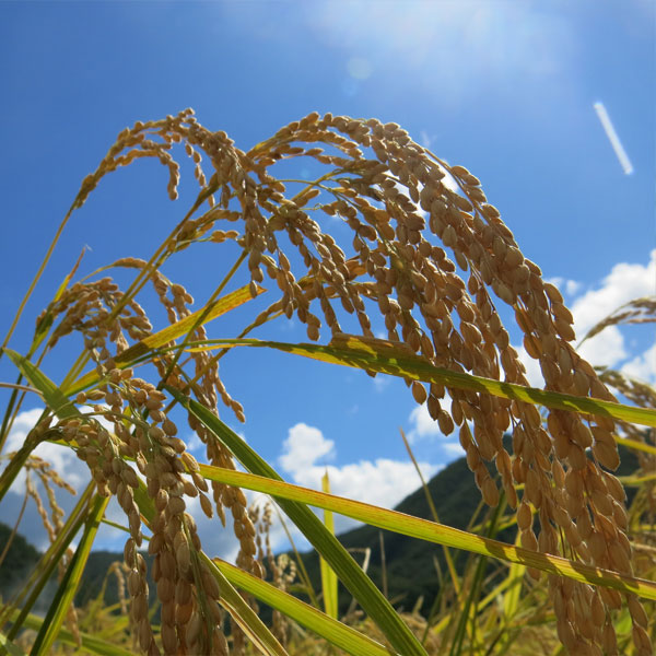 【令和6年産】【精米】福井県産 いちほまれ 4kg(2kg×2袋)【おいしいお取り寄せ】　商品画像7