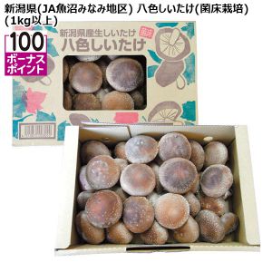 新潟県(JA魚沼みなみ地区) 八色しいたけ(菌床栽培)(1kg以上)【お届け期間:7月16日〜8月29日】【KN】