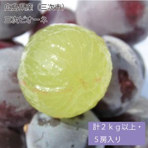 広島県産(三次市)三次ピオーネ 計2kg以上・5房入り【お届け期間:9月5日〜9月25日】【NN】