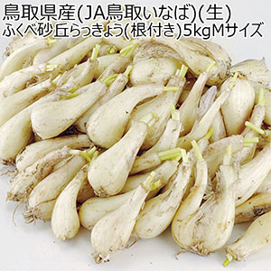 鳥取県産(JA鳥取いなば)(生)ふくべ砂丘らっきょう(根付き)5kgMサイズ【お届け期間:6月6日〜6月30日】【NN】