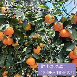 香川県産(JA香川県)小原紅早生ハウスみかん 計1kg以上・12〜18個入り【お届け期間:6月27日〜7月31日】【NN】
