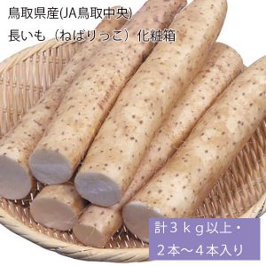 鳥取県産(JA鳥取中央) 長いも(ねばりっこ)化粧箱 計3kg以上・2〜4本入り【お届け期間:5月20日〜8月15日】【NN】