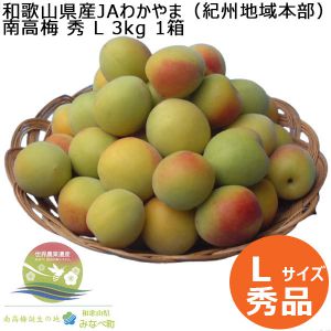 和歌山県産JAわかやま(紀州地域本部) 南高梅 秀L 3kg 1箱【お届け期間:6/6(金)〜6/15(日)】【CB】